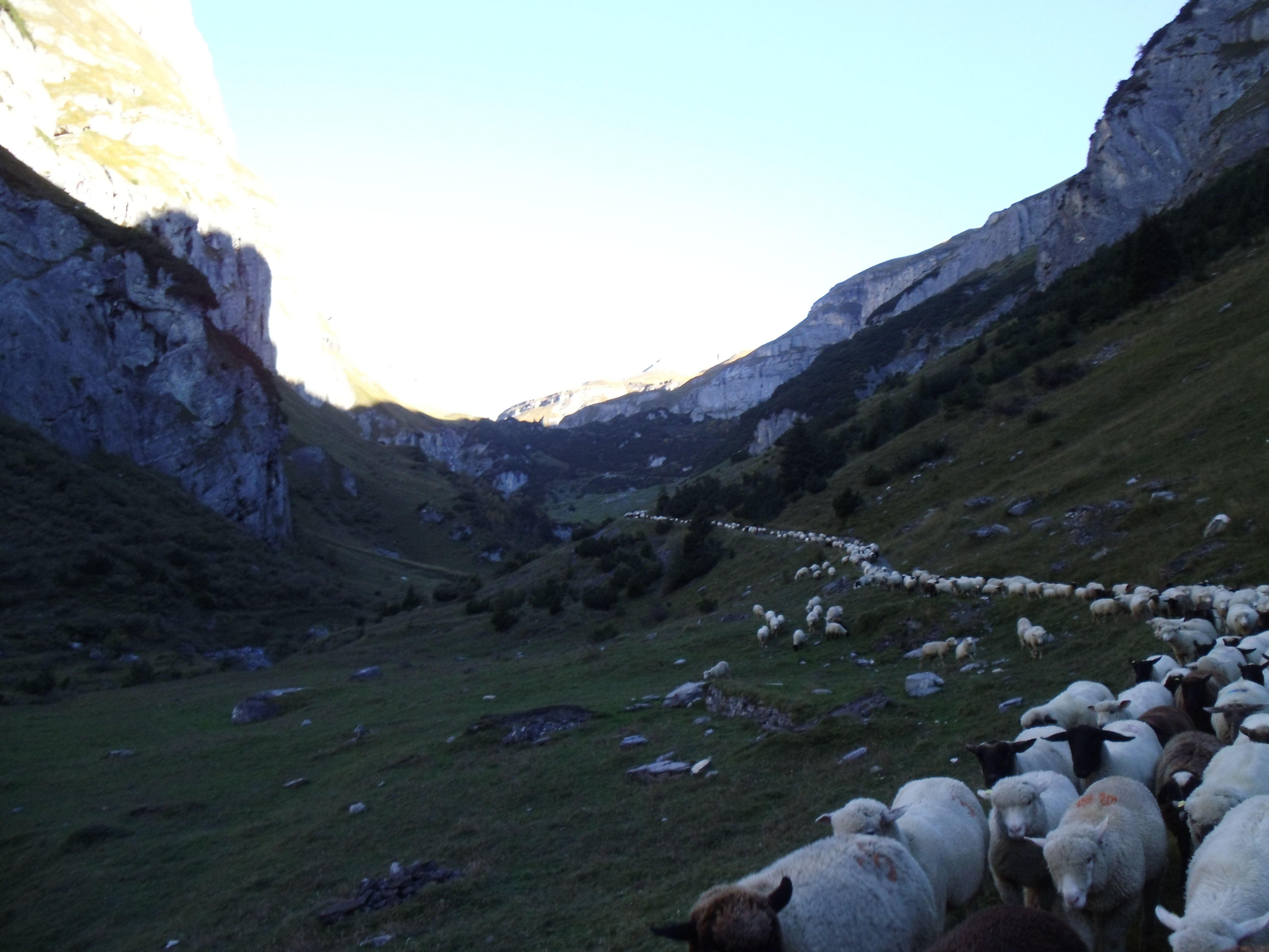 Alpabzug der Schafe 2014
in Plong Vadres