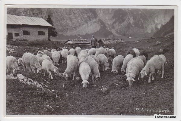 Schafherde in Bargis
Jahr unbekannt