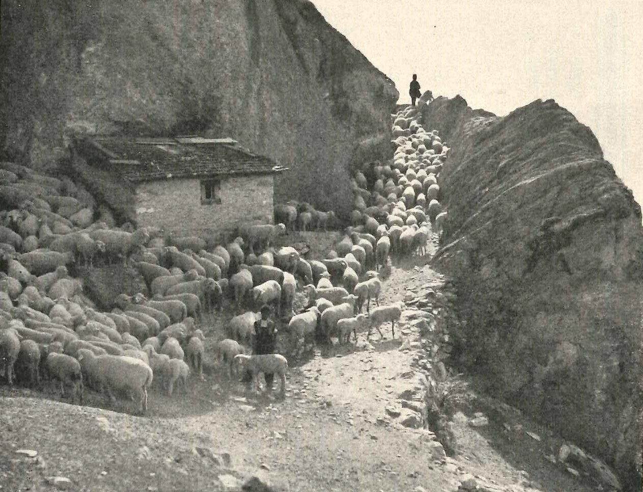 Schafe auf Plauncadira in Alpmora